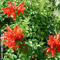 Tecomaria