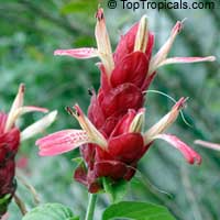 Justicia brandegeana
