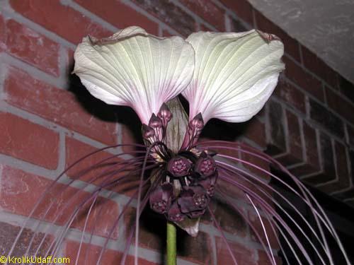 Tacca nivea, White Bat flower