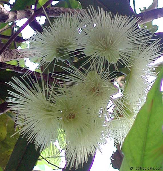 Syzygium jambos - Rose Apple