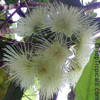 Syzygium jambos - Rose Apple