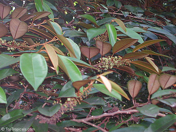 Chrysophyllum cainito