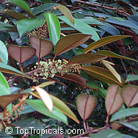 Chrysophyllum cainito