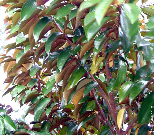 Chrysophyllum cainito