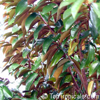 Chrysophyllum cainito