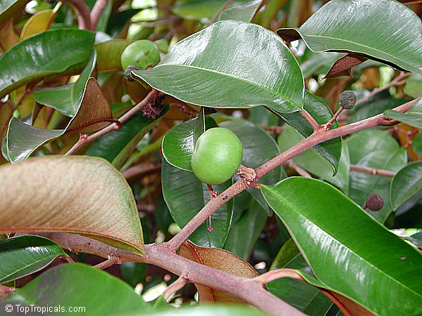 Chrysophyllum cainito