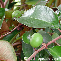 Chrysophyllum cainito