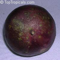 Chrysophyllum cainito