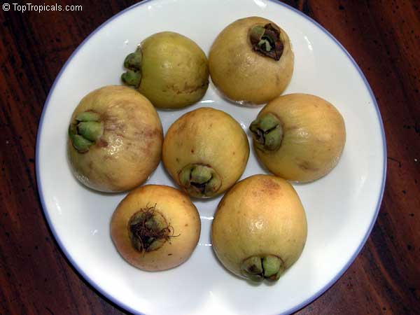 Syzygium jambos - Rose Apple