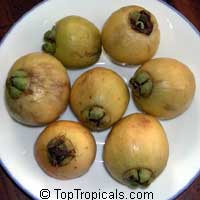Syzygium jambos - Rose Apple