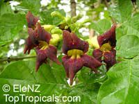 Markhamia lutea