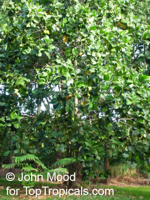 Artocarpus odoratissimus