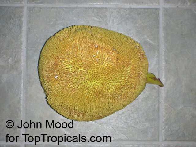 Artocarpus odoratissimus