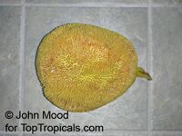 Artocarpus odoratissimus