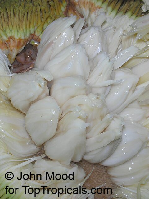 Artocarpus odoratissimus