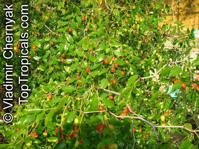 Ziziphus