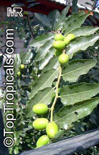 Ziziphus