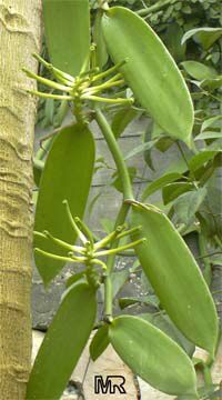 vanilla
