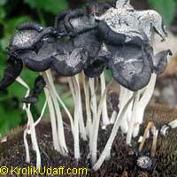 mushroom