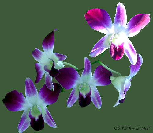 Orchid bloom