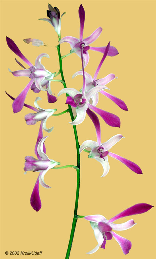 Flowering orchid plant
