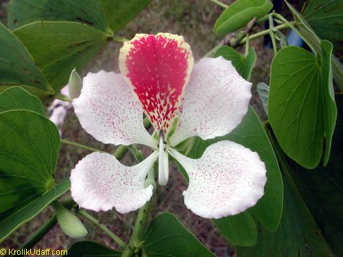 Flowering tree Bauhinia Monandra Flower