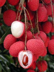 Lychee, Litchi chinensis
