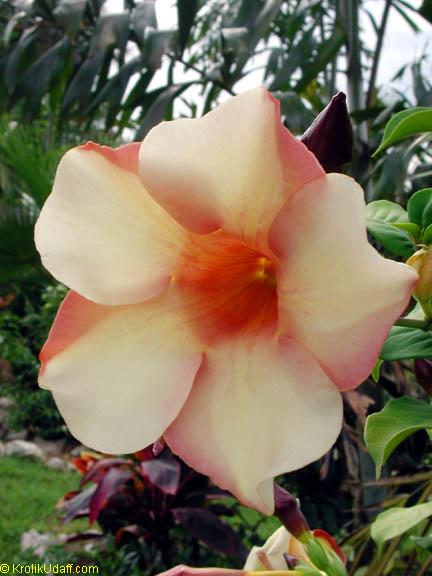 Allamanda