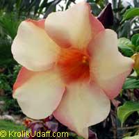 Allamanda