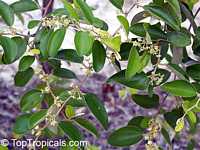 Ziziphus