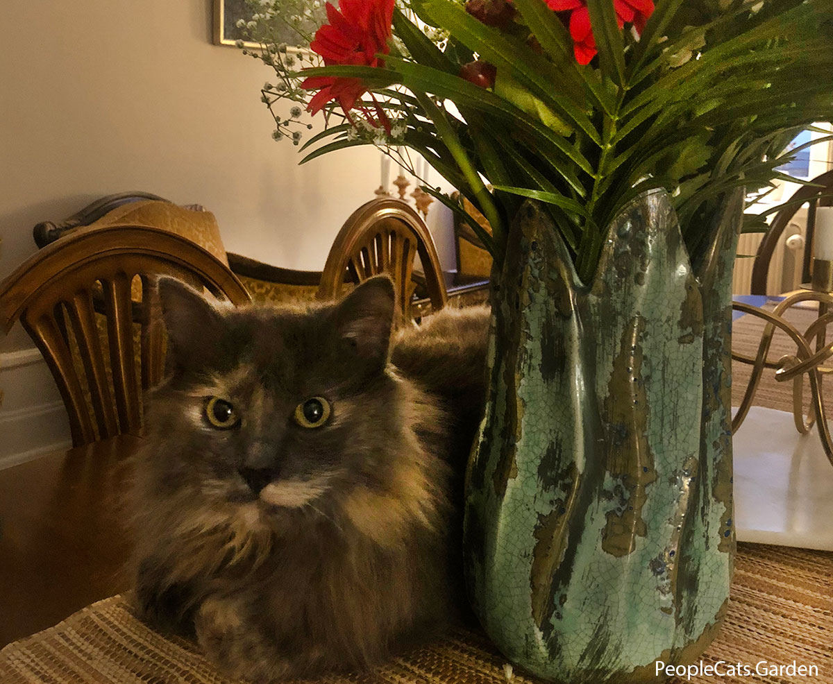 Norwegian Forest Cat with flowers