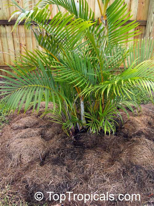 Palm tree planted in ground