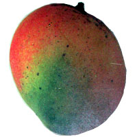 Beverly Mango