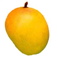 Alphonso Mango