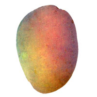 Edwards Mango