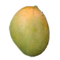 Glenn Mango