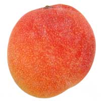 Haden Mango