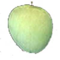 Jakarta Mango