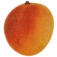 Kent Mango