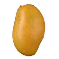 Nam Doc Mai Mango
