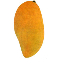Nam Doc Mai Mango