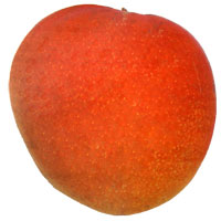 Southern Blush Mango
