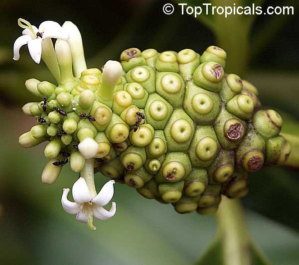 Morinda citrifolia - Noni