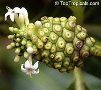 Morinda citrifolia - Noni