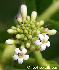 Morinda citrifolia - Noni
