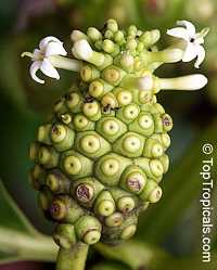 Morinda citrifolia - Noni