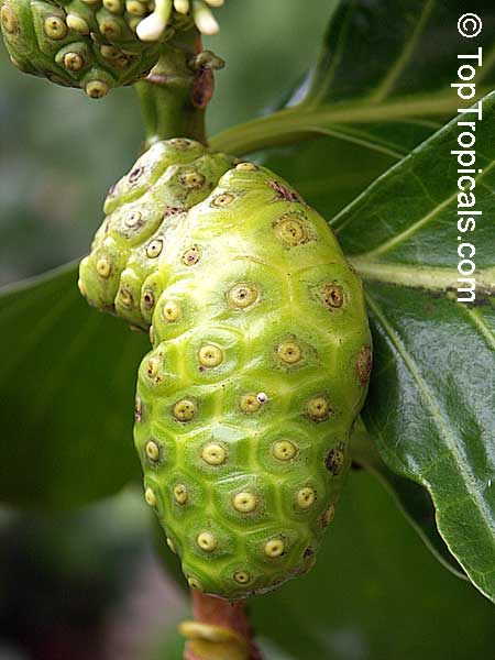 Morinda citrifolia - Noni