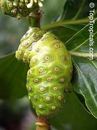 Morinda citrifolia - Noni