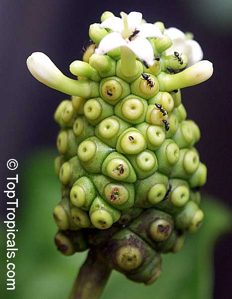 Morinda citrifolia - Noni