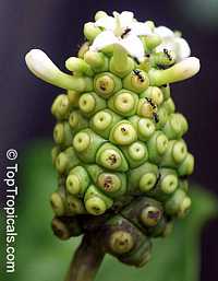 Morinda citrifolia - Noni
